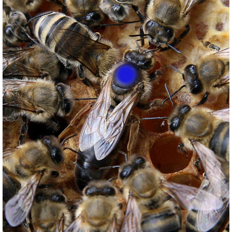 Queen, Carniolan | Vidalia Apicultural Services & Bee Company