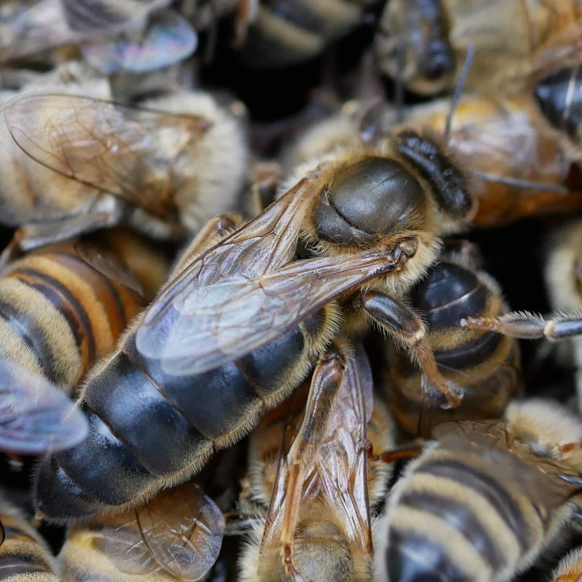 Queen, Caucasian | Vidalia Apicultural Services & Bee Company