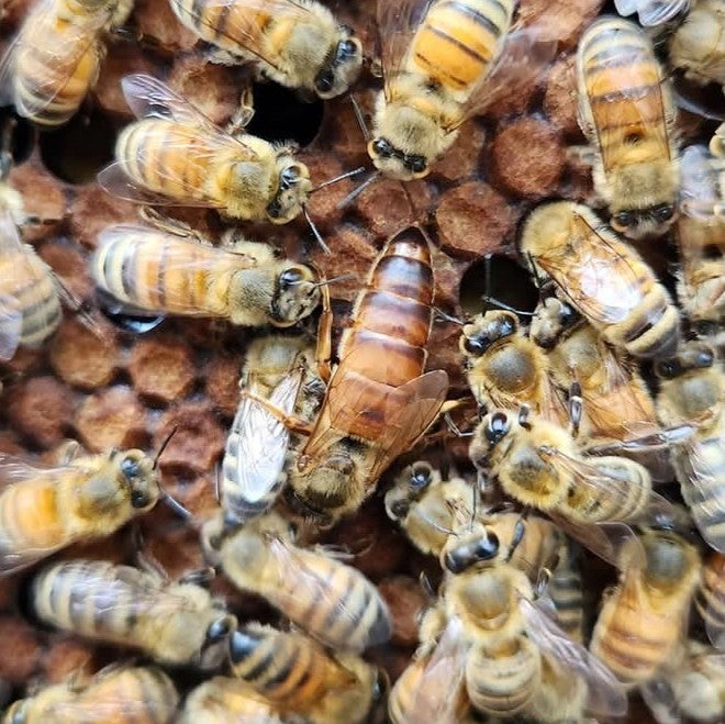 BEEHIVE（蜂の巣）　カイフランク Queen, Buckfast | Vidalia Apicultural Services & Bee Company